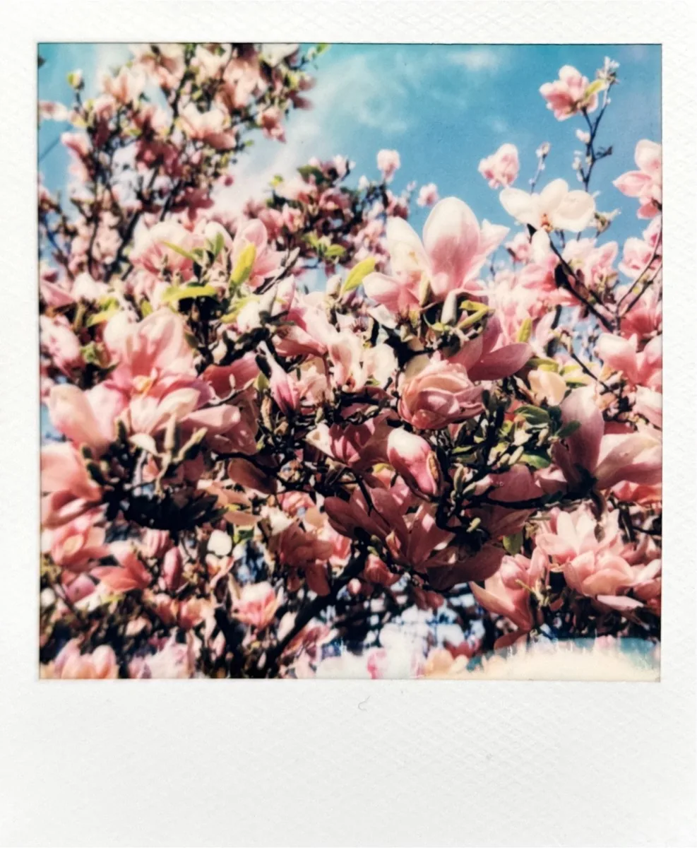 Figurative Polaroid